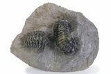 Detailed Crotalocephalina Trilobite - Atchana, Morocco #359590-1